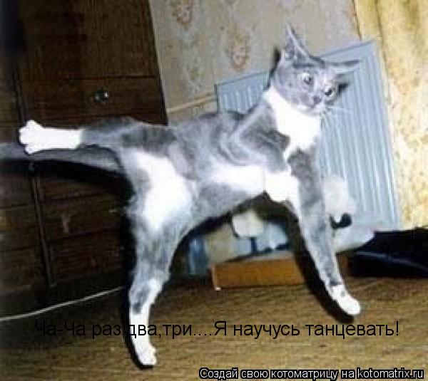 Котоматрица: Ча-Ча раз,два,три....Я научусь танцевать!