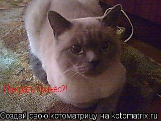 Котоматрица: Пожрать принёс?!