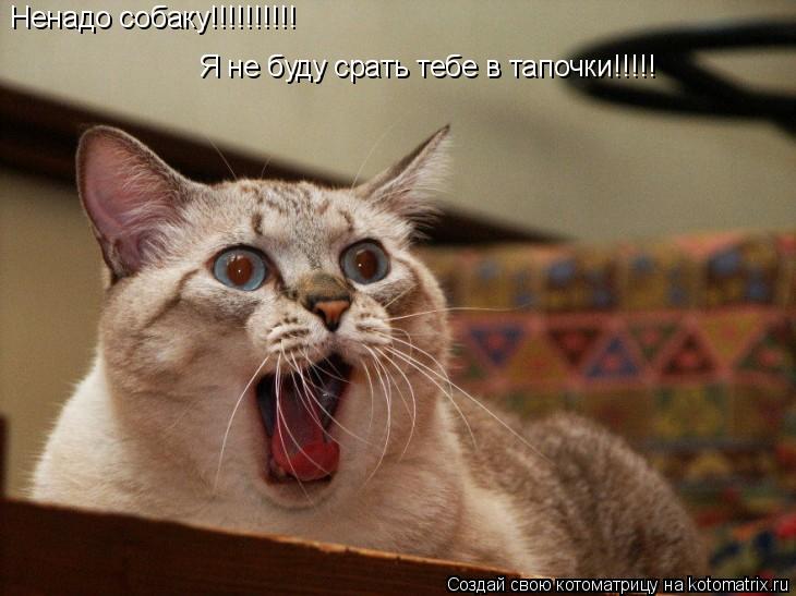Котоматрица: Ненадо собаку!!!!!!!!!! Я не буду срать тебе в тапочки!!!!!