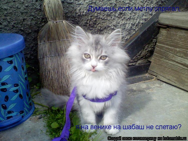 Котоматрица: Думаешь,если метлу спрятал, я на венике на шабаш не слетаю?