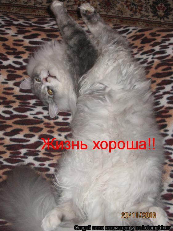 Котоматрица: Жизнь хороша!!