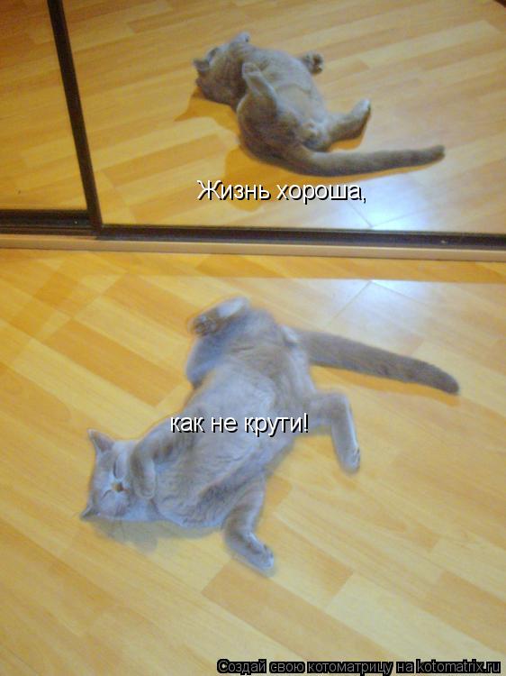 Котоматрица: Жизнь хороша, как не крути!