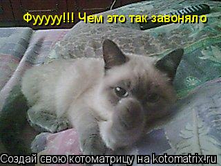 Котоматрица: Фууууу!!! Чем это так завоняло