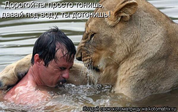 Котоматрица: Дорогой ты просто тонишь, давай под воду, ты дотонишь!