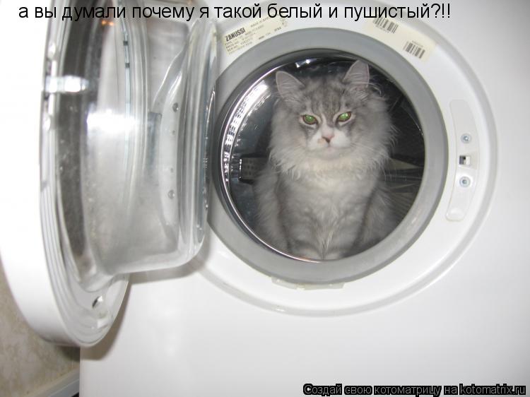 Котоматрица: а вы думали почему я такой белый и пушистый?!!