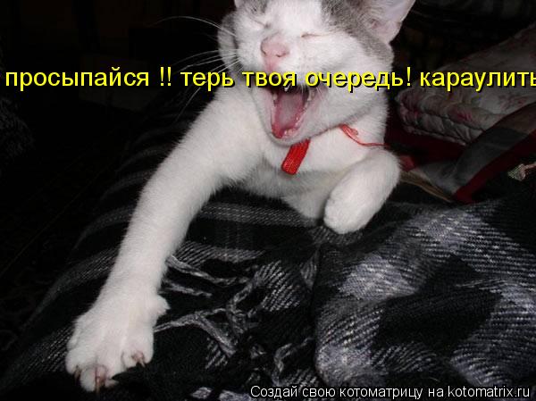 Котоматрица: просыпайся !! терь твоя очередь! караулить!!!