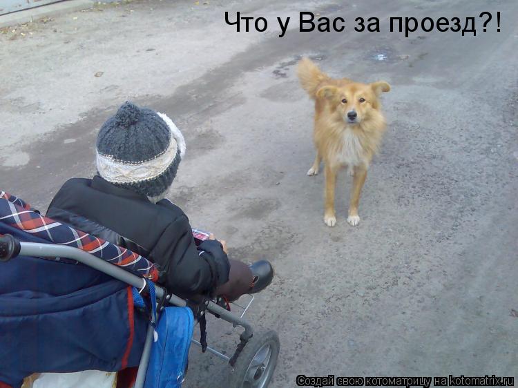 Котоматрица: Что у Вас за проезд?!