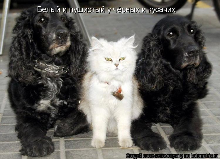 Котоматрица: Белый и пушистый у чёрных и кусачих