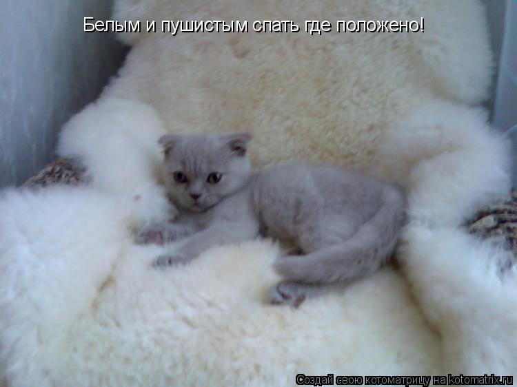 Котоматрица: Белым и пушистым спать где положено!