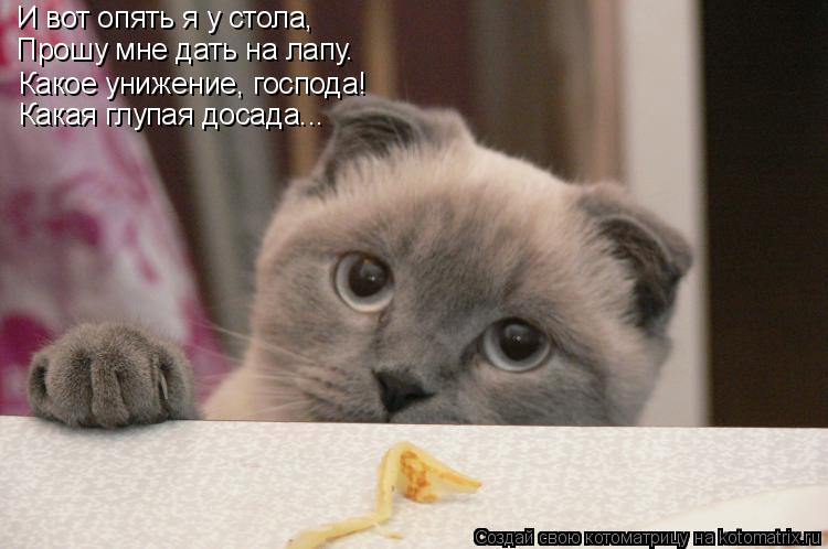 Котоматрица: И вот опять я у стола,  Прошу мне дать на лапу. Какое унижение, господа! Какая глупая досада...
