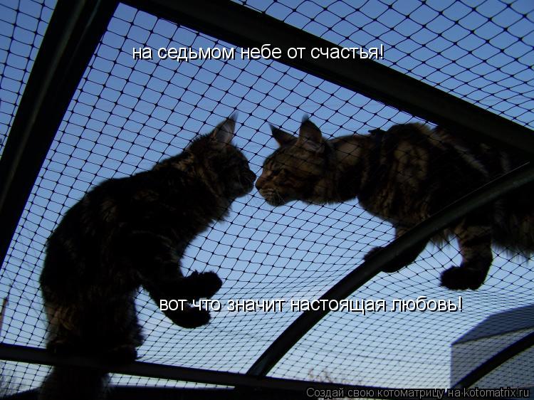 Котоматрица: на седьмом небе от счастья! вот что значит настоящая любовь!