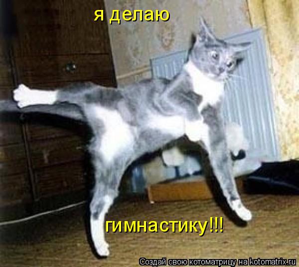 Котоматрица: я делаю гимнастику!!!