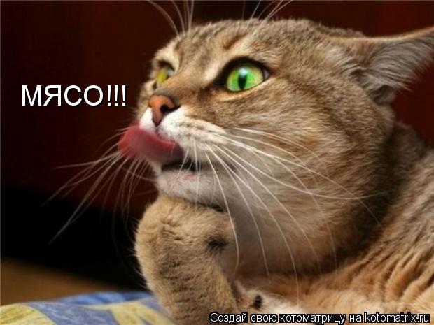 Котоматрица: МЯСО!!!