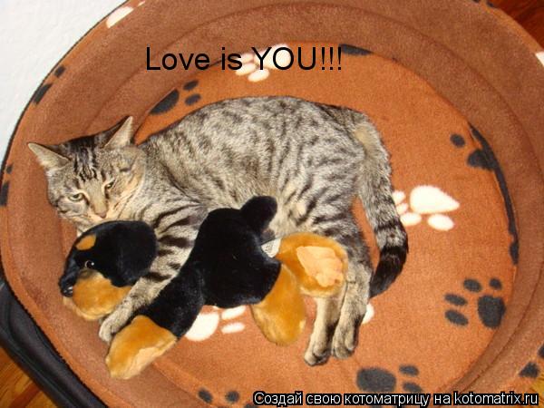 Котоматрица: Love is YOU!!!