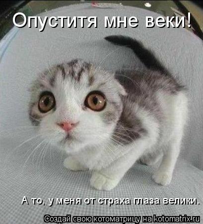 Котоматрица: Опуститя мне веки! А то, у меня от страха глаза велики.