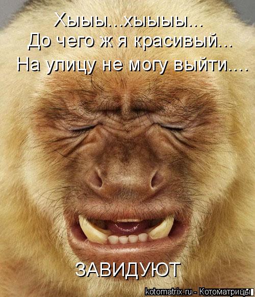 Котоматрица: Хыыы...хыыыы... До чего ж я красивый... На улицу не могу выйти.... ЗАВИДУЮТ