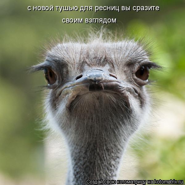 Котоматрица: с новой тушью для ресниц вы сразите  своим взглядом
