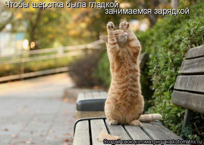 Чтобы шерстка была гладкой занимаемся зарядкой... Котоматрица: Чтобы шерстка была гладкой занимаемся зарядкой