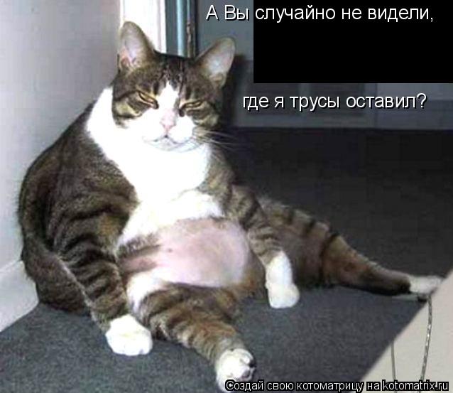 А Вы случайно не видели, где я трусы оставил?... Котоматрица: А Вы случайно не видели, где я трусы оставил?