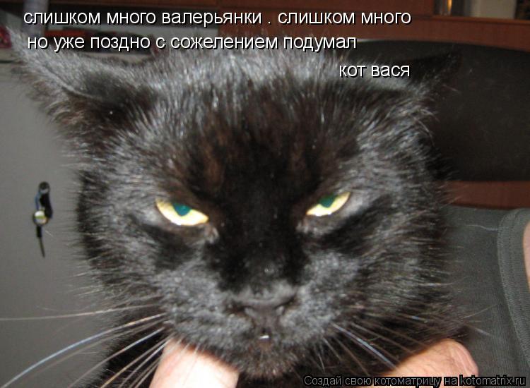 слишком много валерьянки . слишком много но уже поздно с сожелением подумал кот вася... Котоматрица: слишком много валерьянки . слишком много но уже поздно с сожелением подумал кот вася