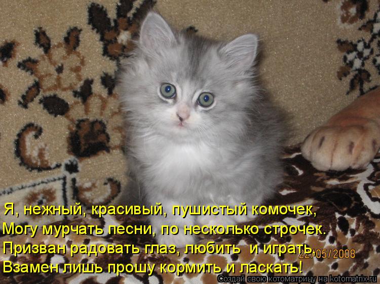 Котоматрица: Взамен лишь прошу кормить и ласкать! Призван радовать глаз, любить  и играть, Могу мурчать песни, по несколько строчек. Я, нежный, красивый, п