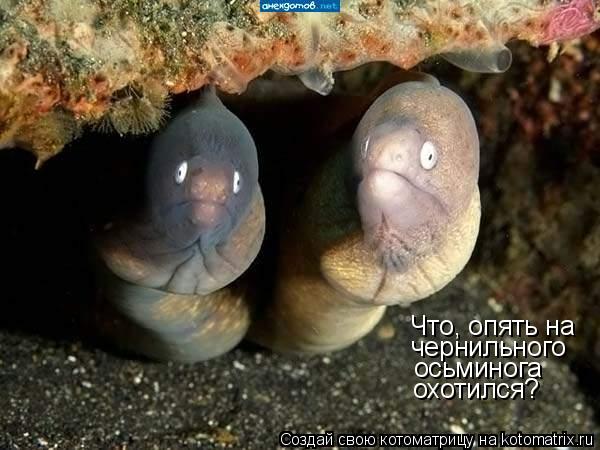 Котоматрица: Что, опять на  чернильного осьминога охотился?