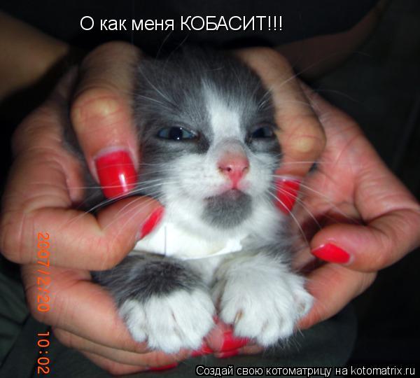 Котоматрица: О как меня КОБАСИТ!!!