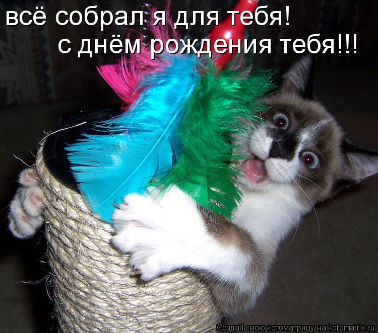 всё собрал я для тебя! с днём рождения тебя!!!... Котоматрица: всё собрал я для тебя! с днём рождения тебя!!!