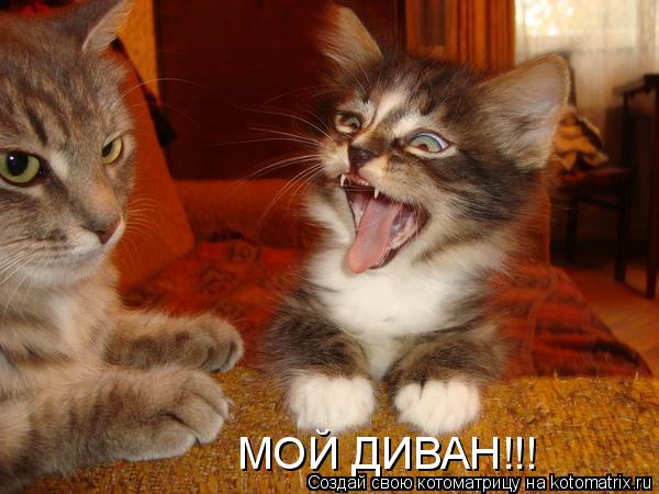 МОЙ ДИВАН!!!... Котоматрица: МОЙ ДИВАН!!!
