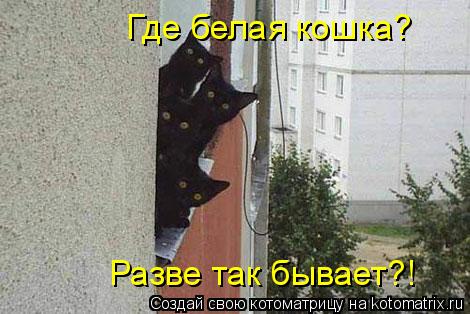 Где белая кошка? Разве так бывает?!... Котоматрица: Где белая кошка? Разве так бывает?!