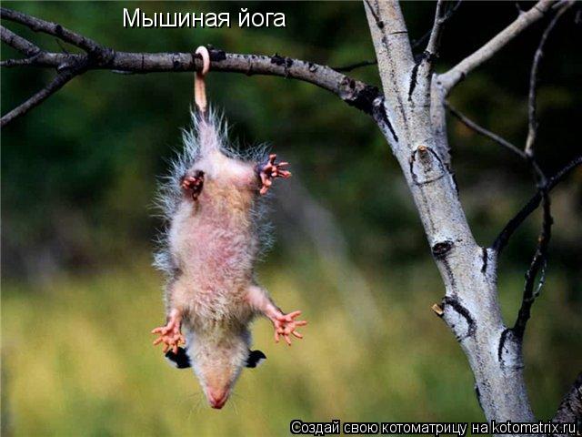 Мышиная йога... Котоматрица: Мышиная йога