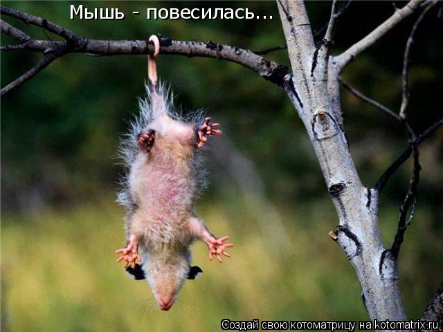 Мышь - повесилась...... Котоматрица: Мышь - повесилась...