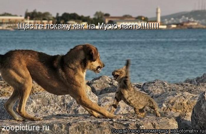 Щас те покажу как на Мусю лаять!!!!!!!!... Котоматрица: Щас те покажу как на Мусю лаять!!!!!!!!