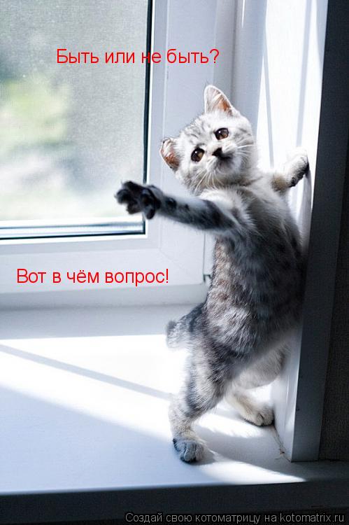 Быть или не быть? Вот в чём вопрос!... Котоматрица: Быть или не быть? Вот в чём вопрос!