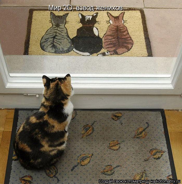 Котоматрица: Мир 2D, взвод женихов.