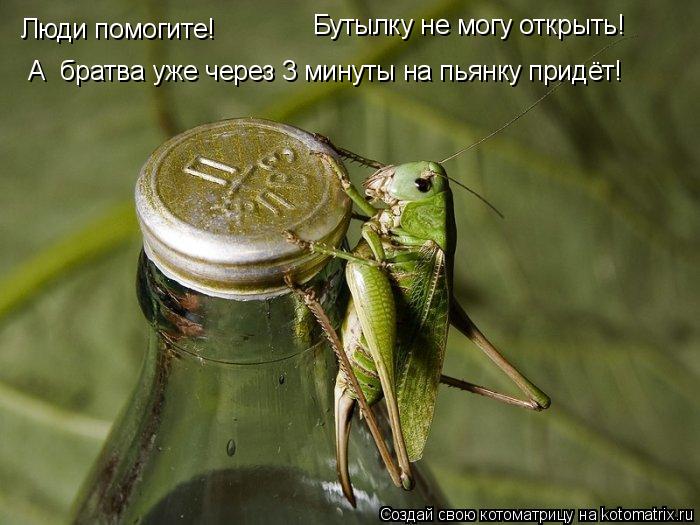 Котоматрица: Люди помогите! Бутылку не могу открыть! А  братва уже через 3 минуты на пьянку придёт!