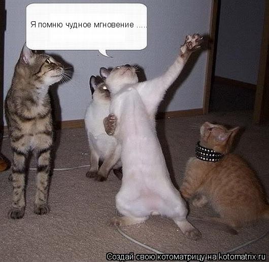 Котоматрица: Я помню чудное мгновение .....