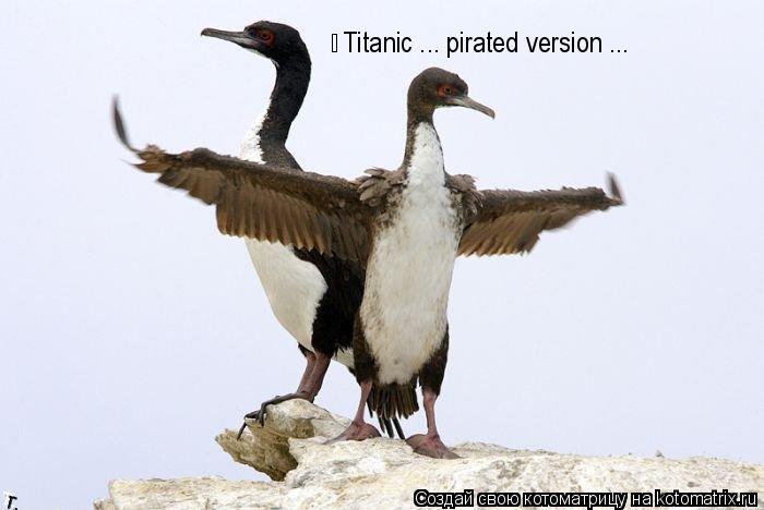 Котоматрица: Titanic ... pirated version ...