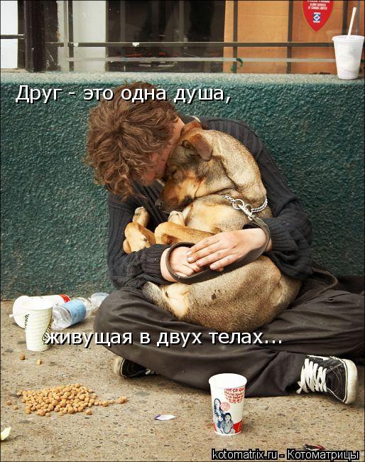 Друг - это одна душа, живущая в двух телах...... Котоматрица: Друг - это одна душа, живущая в двух телах...