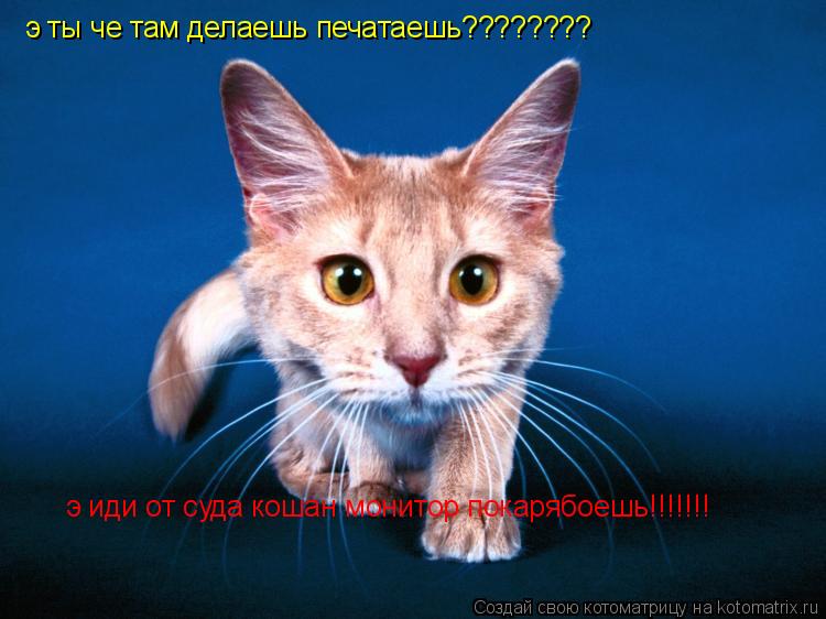 Котоматрица: э ты че там делаешь печатаешь???????? э иди от суда кошан монитор покарябоешь!!!!!!!