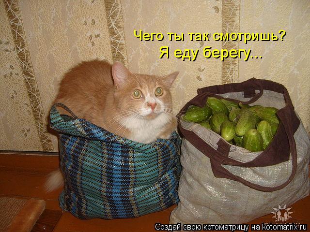 Котоматрица: Чего ты так смотришь? Я еду берегу...