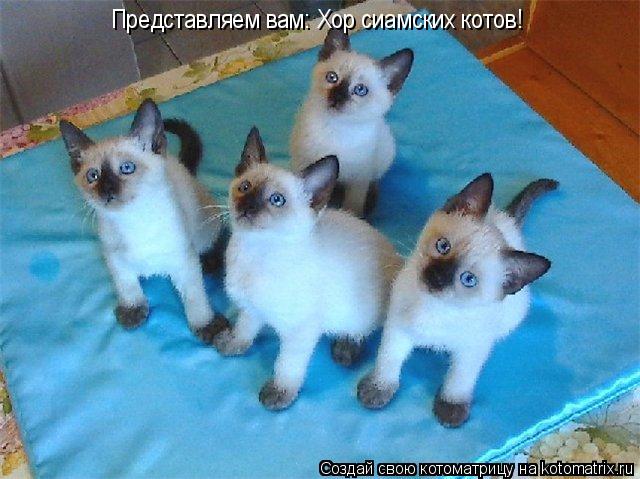 Котоматрица: Представляем вам: Хор сиамских котов!