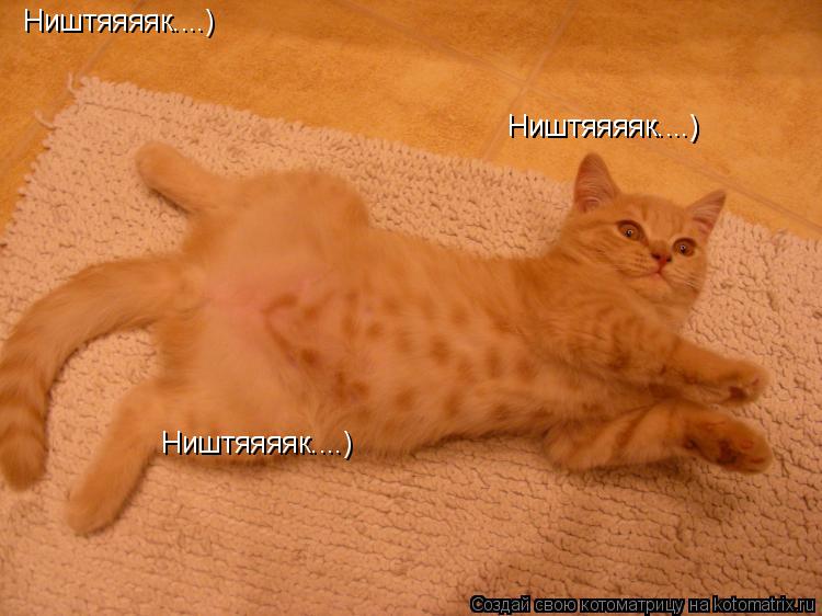 Котоматрица: Ништяяяяк....) Ништяяяяк....) Ништяяяяк....) Ништяяяяк....)
