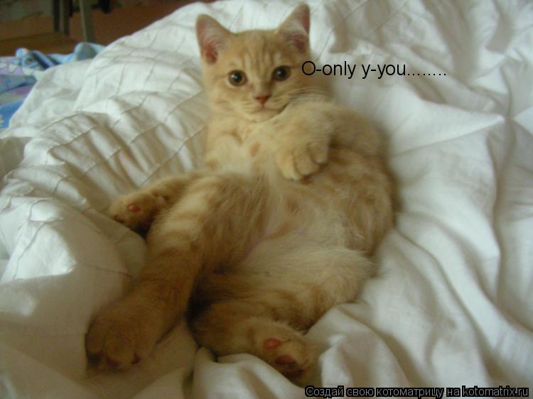 Котоматрица: O-only y-you........
