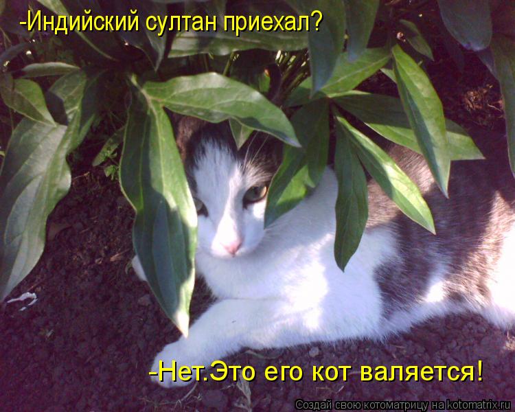 Котоматрица: -Индийский султан приехал? -Нет.Это его кот валяется!