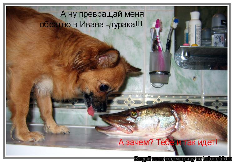 Котоматрица: А ну превращай меня  обратно в Ивана -дурака!!! А зачем? Тебе и так идет!