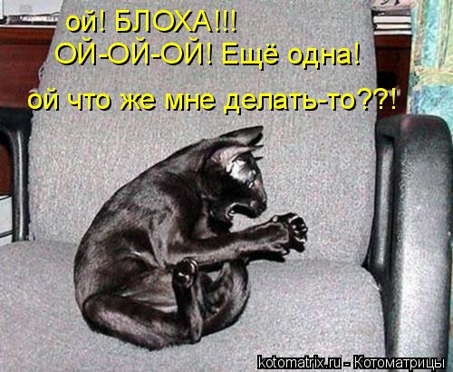 Котоматрица: ой! БЛОХА!!! ОЙ-ОЙ-ОЙ! Ещё одна! ой что же мне делать-то??!