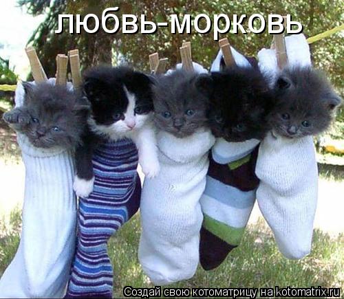 Котоматрица: любвь-морковь