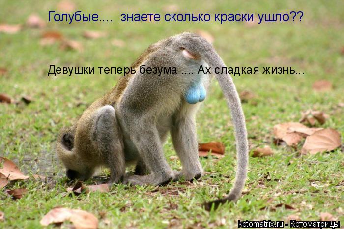 Котоматрица: Голубые....  знаете сколько краски ушло??  Девушки теперь безума .... Ах сладкая жизнь...