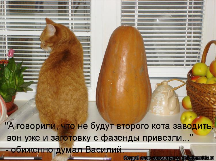 "А говорили, что не будут второго кота заводить, вон уже и заготовку с фазенды привезли..." - обиженн... Котоматрица: "А говорили, что не будут второго кота заводить, вон уже и заготовку с фазенды привезли..." - обиженно думал Василий.